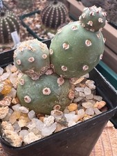 Opuntia fragilis rare for sale  Salem