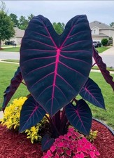 Butterfly beauty colocasia for sale  Mobile