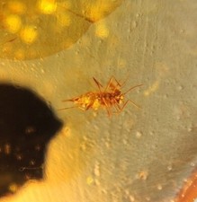 MA25  AMBAR FÓSIL CUCARACHA de 99 millones de años, cretácico Burmite  segunda mano  Embacar hacia Mexico