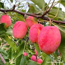 Centennial crabapple tree for sale  Aumsville