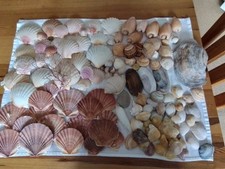 130 muscheln schnecken gebraucht kaufen  Lütjenburg