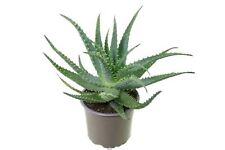 zago aloe usato zago aloe usato Valmacca