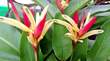 Potted parrot beak for sale  Pinellas Park