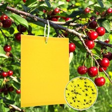 Panngu pezzi trappole usato  Italia