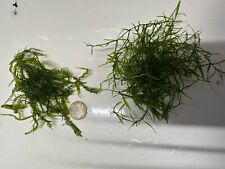 Cameroon moss guppy for sale  SCARBOROUGH