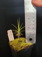 Roridula gorgonias seed for sale  Davis