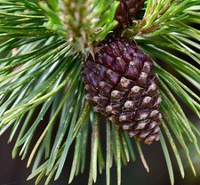 Pinus uncinata mountain usato  Italia