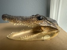 Alligator head real for sale  Haines City