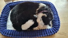 Perfect petzzz black gebraucht kaufen  Burg-Umland