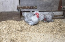 Lavender pekin bantam for sale  FAREHAM