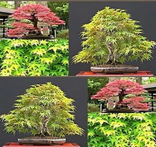 Collection acer palmatum for sale  NOTTINGHAM