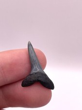 Pristine 1.1 fossil for sale  Charleston