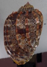 Harpa Cabriti cor especial comprar usado Harpa Cabriti cor especial comprar usado  Enviando para Brazil