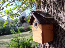 Bird nest box for sale  ROMSEY