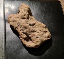 Whole wealden fossil for sale  BEXHILL-ON-SEA