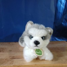 Aurora babies siberian for sale  Cuyahoga Falls