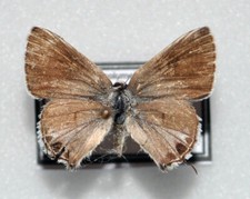 Strymon columella cybira gebraucht kaufen  Berlin