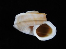 Land snail tropidophora for sale  SOUTHAMPTON