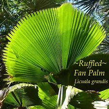 ~LICUALA GRANDIS~ Ventilador de Babados Palma Folha Circular Vanuatu Maior Bom Vaso Planta comprar usado  Enviando para Brazil