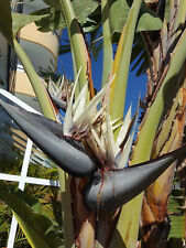AVE DEL PARAISO blanca gigante  Strelitzia nicolai   10 Semillas frescas comprar usado  Enviando para Brazil