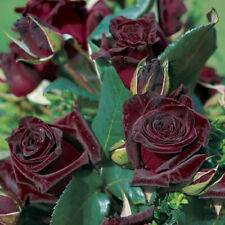 50 SEMI ROSA "Black Baccara" SPEDIZIONE GRATUITA " comprar usado  Enviando para Brazil