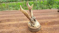 trophee chasse d'occasion trophee chasse d'occasion  Amiens-