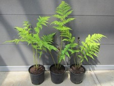 Cyathea cooperi cooper gebraucht kaufen Cyathea cooperi cooper gebraucht kaufen  Wuppertal