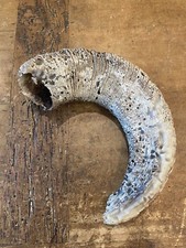 Old sheep rams for sale  Leander