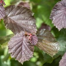 Cobnut rote zellernuss for sale  LONDON