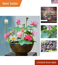 Bonsai lotus seeds for sale  Lehi