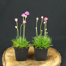 Grasnelke armeria maritima gebraucht kaufen  Niederkrüchten