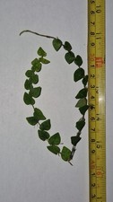 Ficus pumila var for sale  DUNFERMLINE