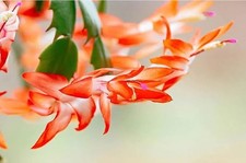 Schlumbergera christmas cactus for sale  Christmas