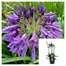 Agapanthus purple 4inches for sale  Modesto