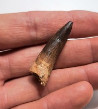 Speciale dente spinosauro usato  Minerbio