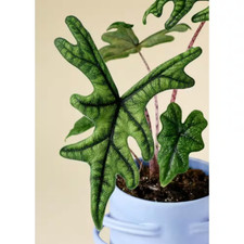 Jacklyn alocasia live for sale  Denver