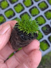Irish moss 2cm for sale  LONDONDERRY