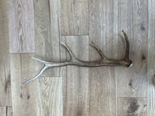 Red stag antler for sale  APPIN