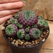Sulcorebutia rauschii violacid usato  Trevi