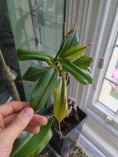 Nepenthes izumiae trusmadiensi for sale  HOVE