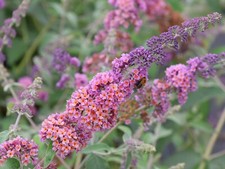 Buddleja davidii flower gebraucht kaufen  Eslohe (Sauerland)