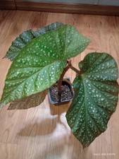 Begonia angel wing for sale  Ozawkie