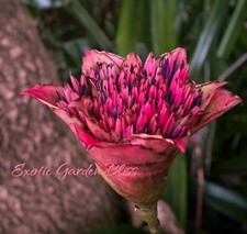 bromeliad plant for sale  San Juan