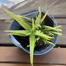 Aloe vera plant for sale  Fort Lauderdale