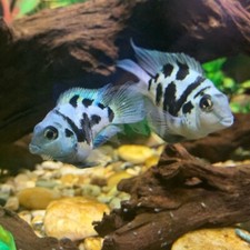 Pack blue tiger for sale  Haslet