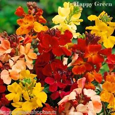 Wallflower tall fair for sale  DONCASTER