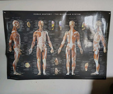 Human anatomy muscular for sale  Lima