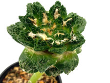 Ariocarpus godzilla hintonii for sale  Gilbert