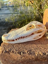 Real alligator skull for sale  Mesa