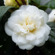 Camellia japonica nobilissima for sale  UK